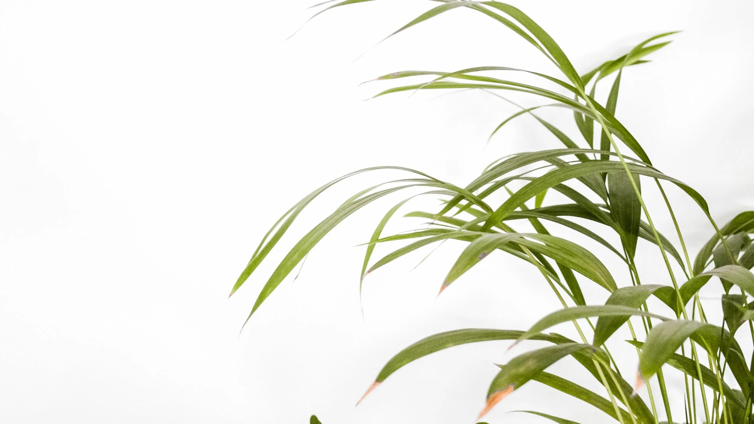 Pdf plant. Растения на белом фоне. Длинные листья. Rasteniya na belom Phone. Растения без фона.