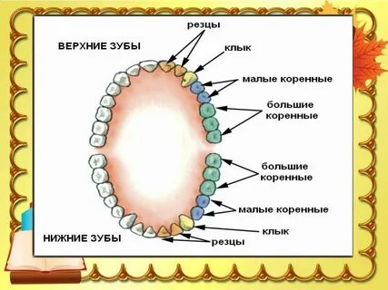 Клыки слова