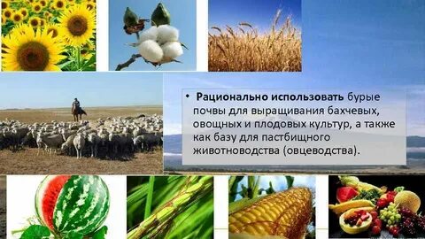 Плодородие полупустынных почв