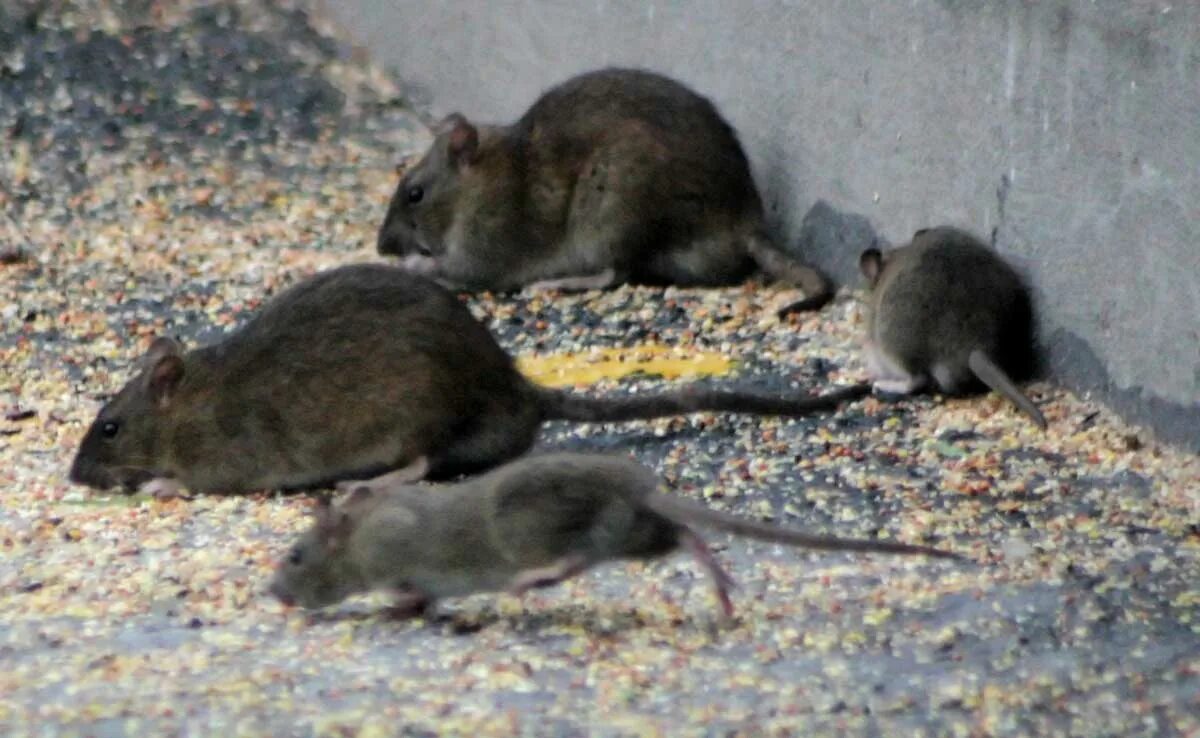 Уничтожение грызунов дератизация. Травля крыс как называется. Методы дезинфекции и дератизации. Дезинсекция от грызунов. Травля крыс как называется.