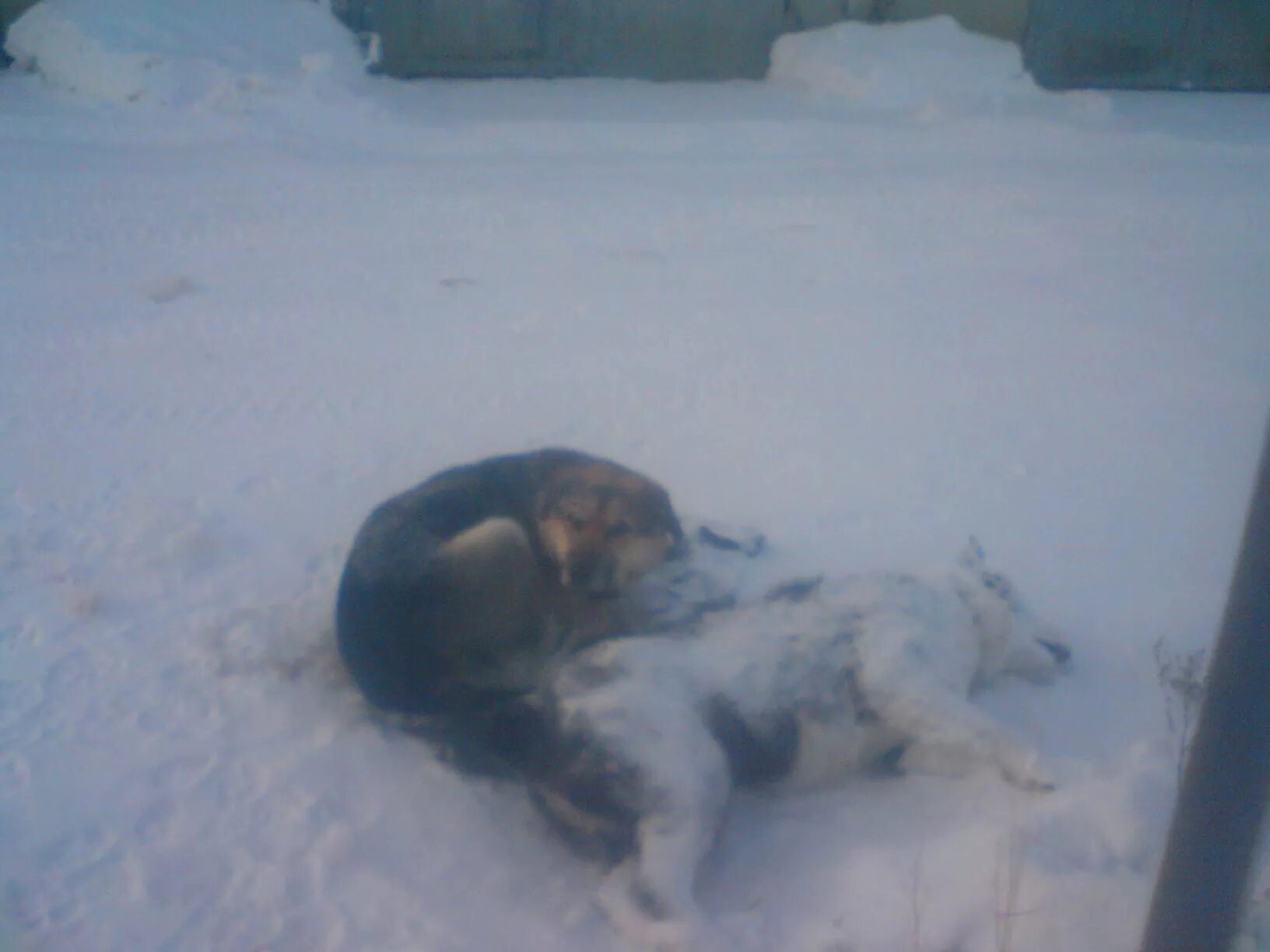 Мёрзнут ли собаки зимой на улице. Какие животные не переносят холод. Бездомные животные зимой. Лайки спят в снегу. Сколько градусов выдерживает собака на морозе.
