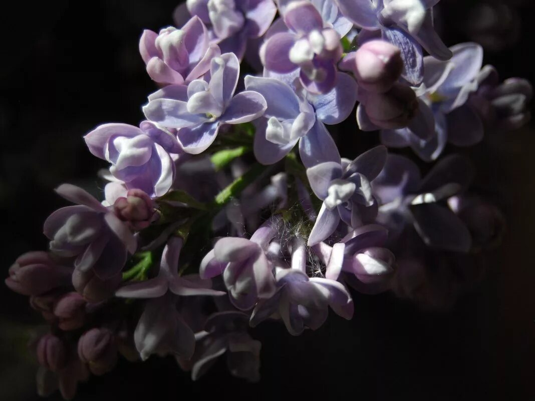 Сирень в росе. Зацвела сирень песня. Сирень малиновка. Расцвела сирень в моем садочке минус. Расцевеласирень в моем садочке.