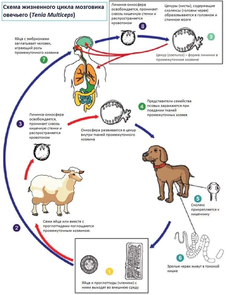 Личинка в промежуточном хозяине. Схема жизненного цикла мозговика овечьего. Овечий мозговик жизненный цикл. Овечий мозговик цикл развития. Мультицепс мультицепс жизненный цикл.