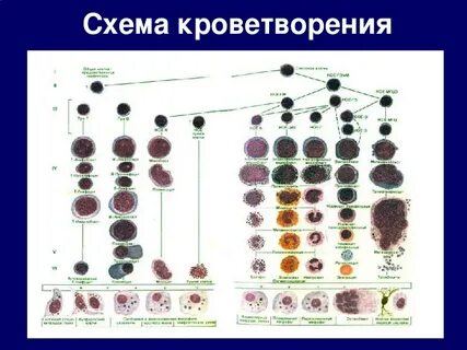 Для кроветворения необходимо