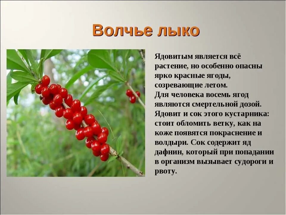 Насколько ядовит. Волчье лыко растение. Волчье лыко опасное растение. Волчье лыко (волчник обыкновенный).. Проект Лесные опасные Волчье лыко.