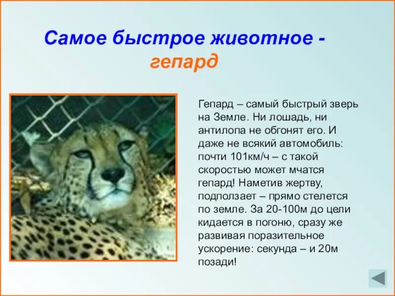 Животные-рекордсмены. Самые самые животные рекордсмены. Рассказ о жирафе. Проект самый самый 2 класс. Проект самый самый 2 класс.