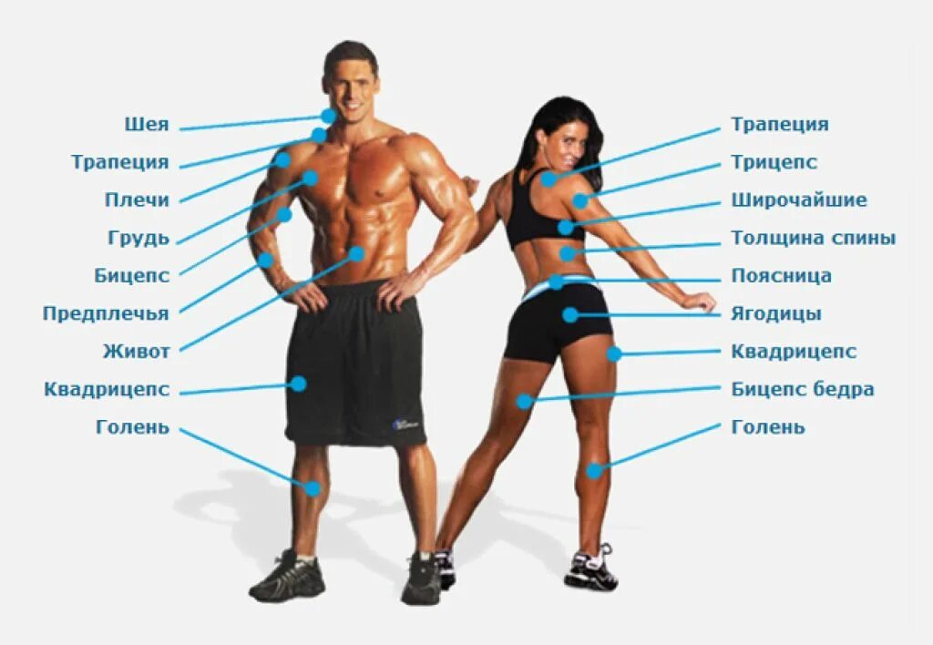Название мышц для тренировок. Группы мышц спортивные. Названия групп мышц. Название групп мышц для фитнеса.