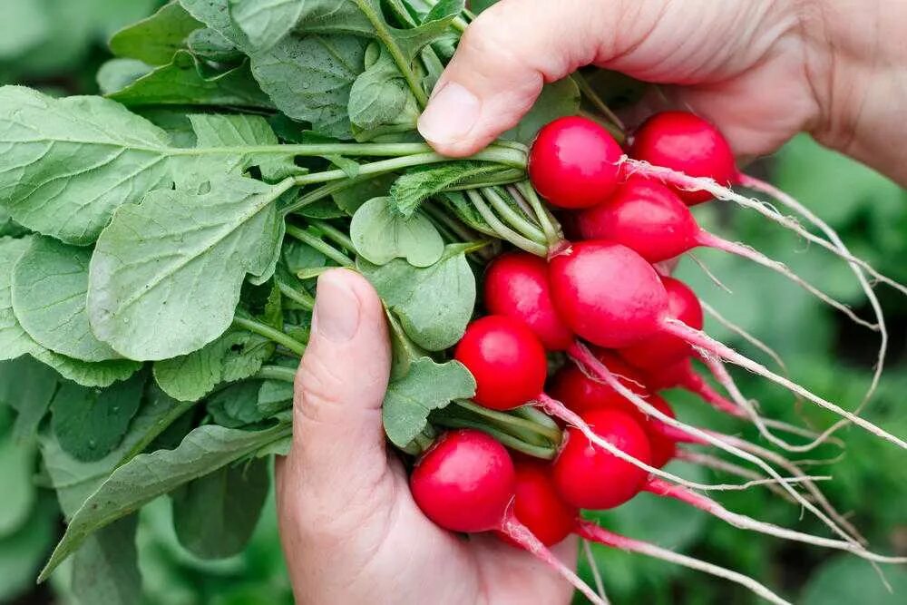 Редис без ботвы. Ботва редиски. Ботва редиски. Редис сорт дуро. Сбор редиса.