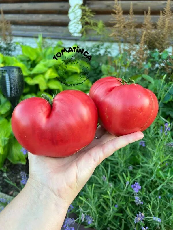 помидоры голицын. томат гигантский монстр отзывы. Oro giant томат. сорт томата гигантский монстр. томаты от нетипичного фермера.