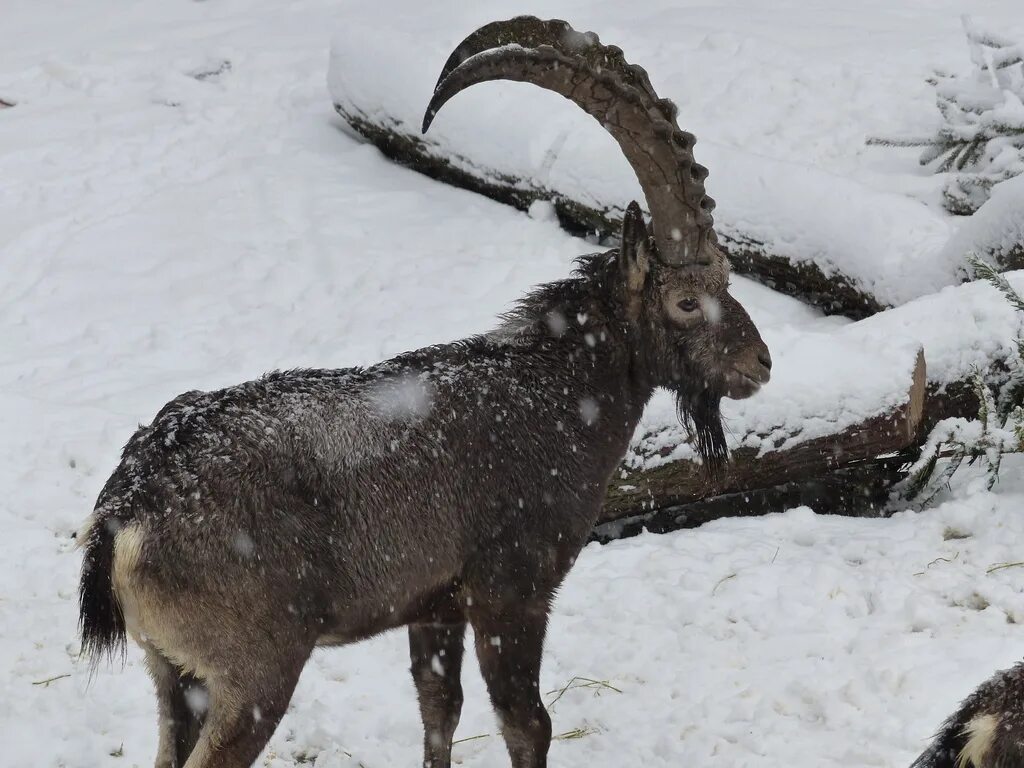 Файл:MC Steinbock.jpg - Википедия