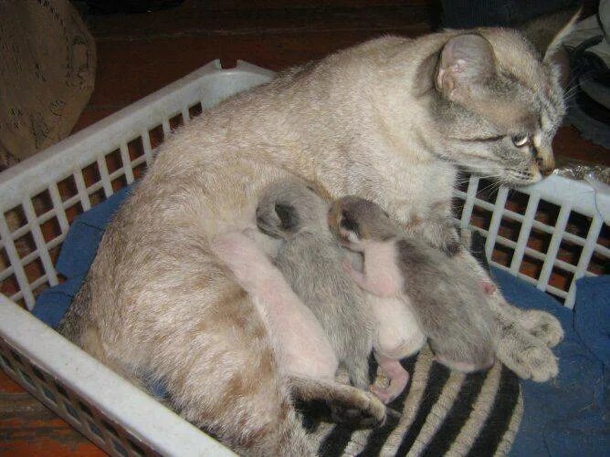 Кошка через неделю после родов