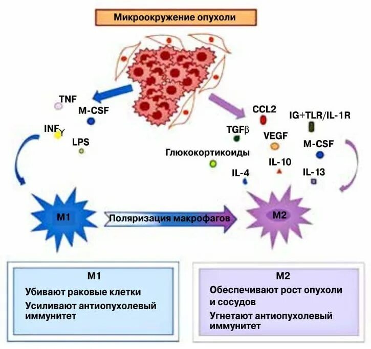 Макрофаги механизмы. Опухоль ассоциированные макрофаги. Цитокины м1 и м2 макрофагов. Цитокины макрофагов иммунология. Маркеры м2 макрофагов.