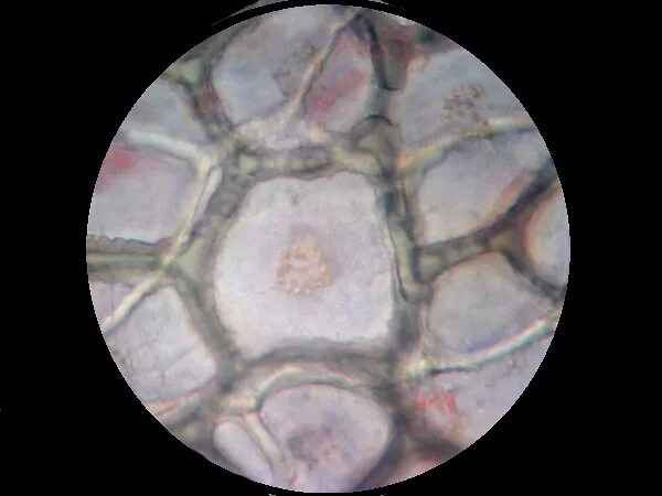 Клетка мякоти рябины. Клетки томата под микроскопом. Клетки мякоти томата. Клетка кожицы томата под микроскопом. Клетки мякоти яблока под микроскопом.