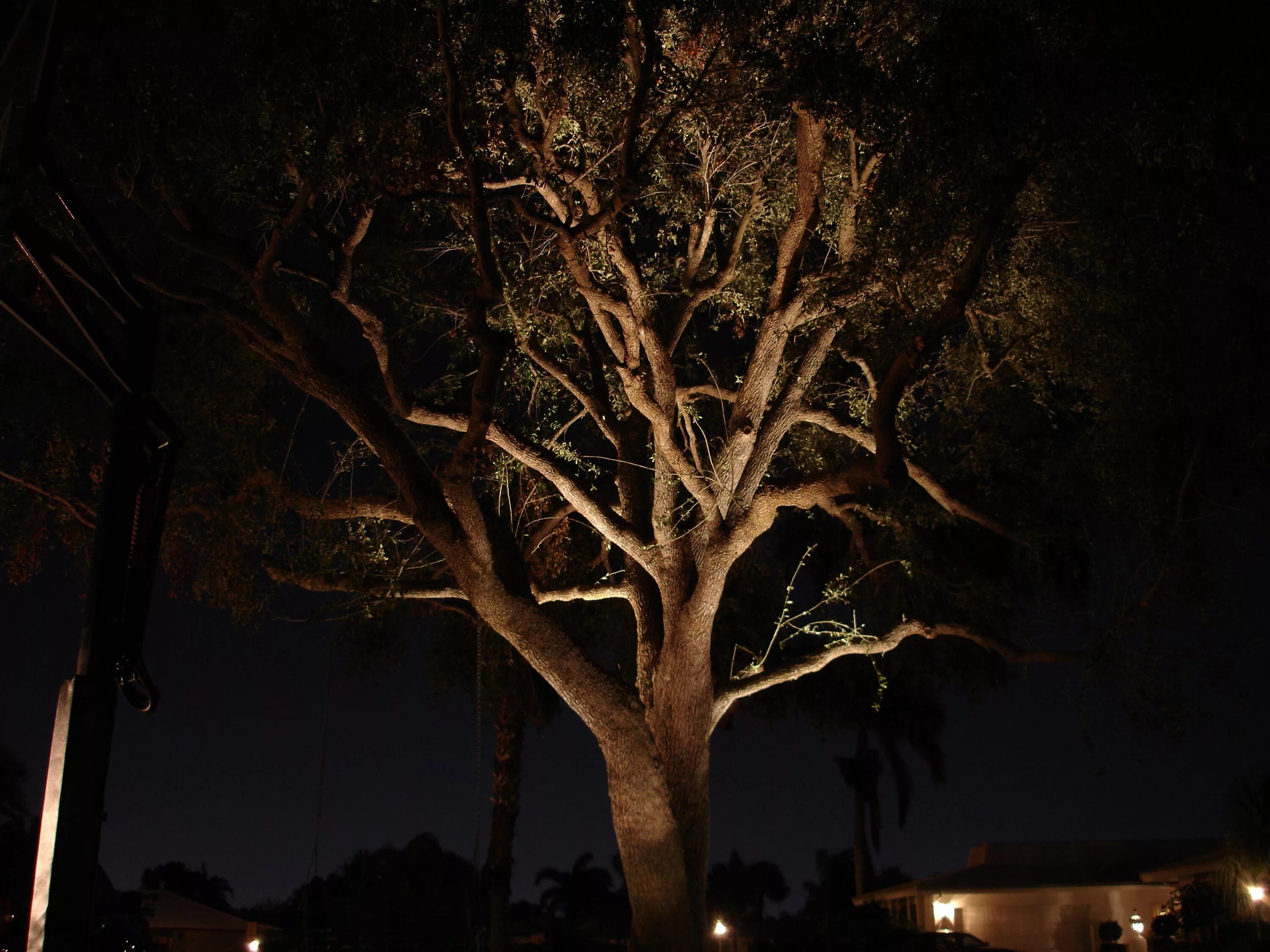 В круг дерева ночи. Освещение дерева снизу. Подсветка деревьев. Подсветка стволов деревьев. Подсветка крон деревьев.