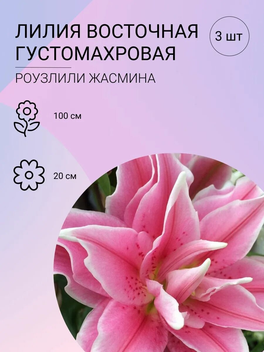 Лилия брусаго - MosRosa.ru