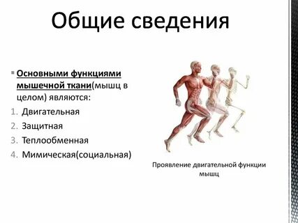 Двигательную функцию выполняют
