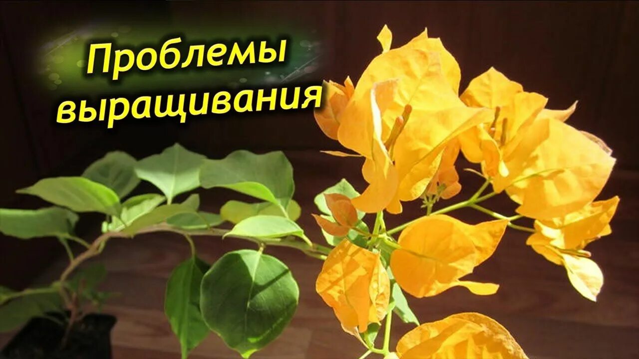У бугенвиллии опадают листья. Бугенвиллия калифорния голд. бугенвиллия синай голд. бугенвиллия калифорния голд фото. цветок бугенвиллия пожелтели листья.