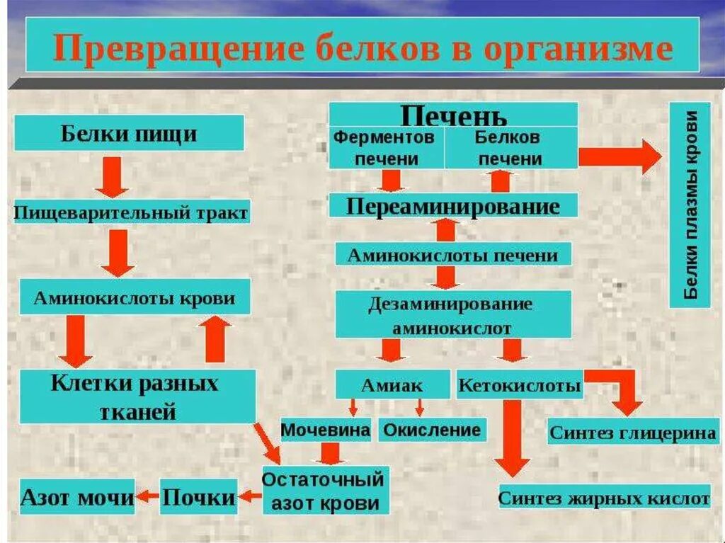 Как происходит обмен белков кратко. Схема превращения белков в организме человека. превращение белков пищи в организме. преобразование белков в организме. превращение белка в организме.