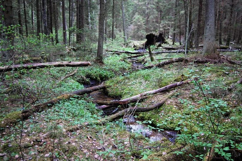 теплый ручей