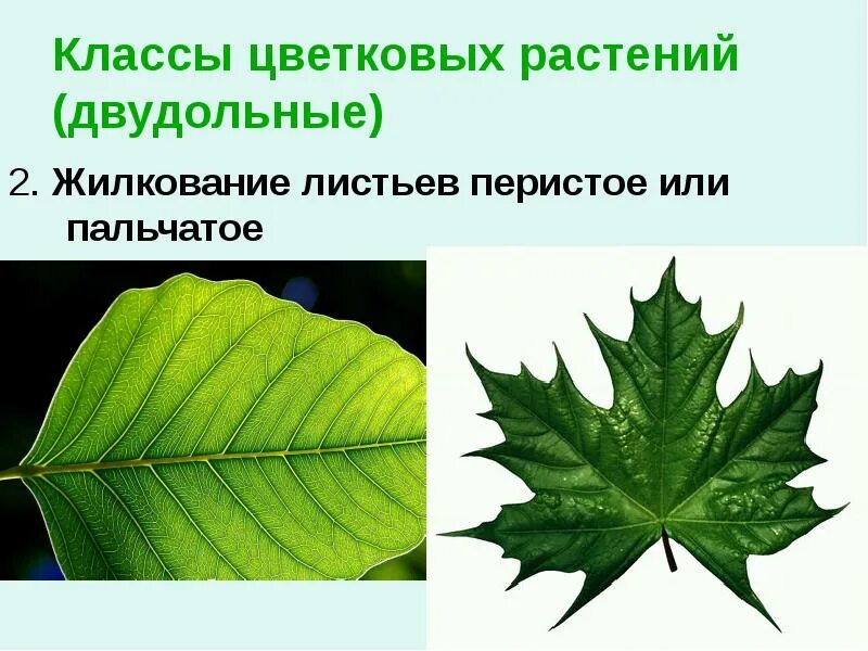 У двудольных растений сетчатое жилкование листьев. Перистое и пальчатое жилкование. пальчатое и перистое жилкование листа. перистое жилкование листа. перистое или пальчатое жилкование листьев.