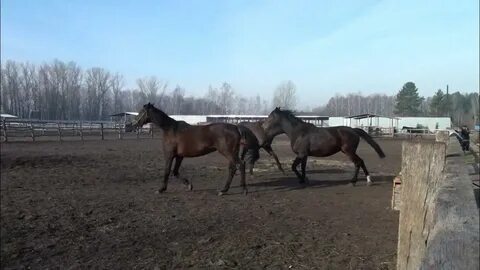 Лошади курская область