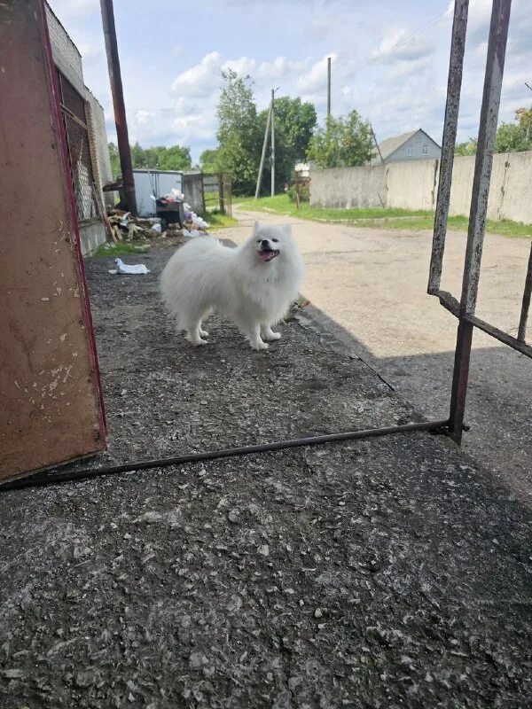 Это вилейка друг. Рыжий кот приют. Это вилейка друг. Смерч в ленобласти 2010. Вилейка детка.