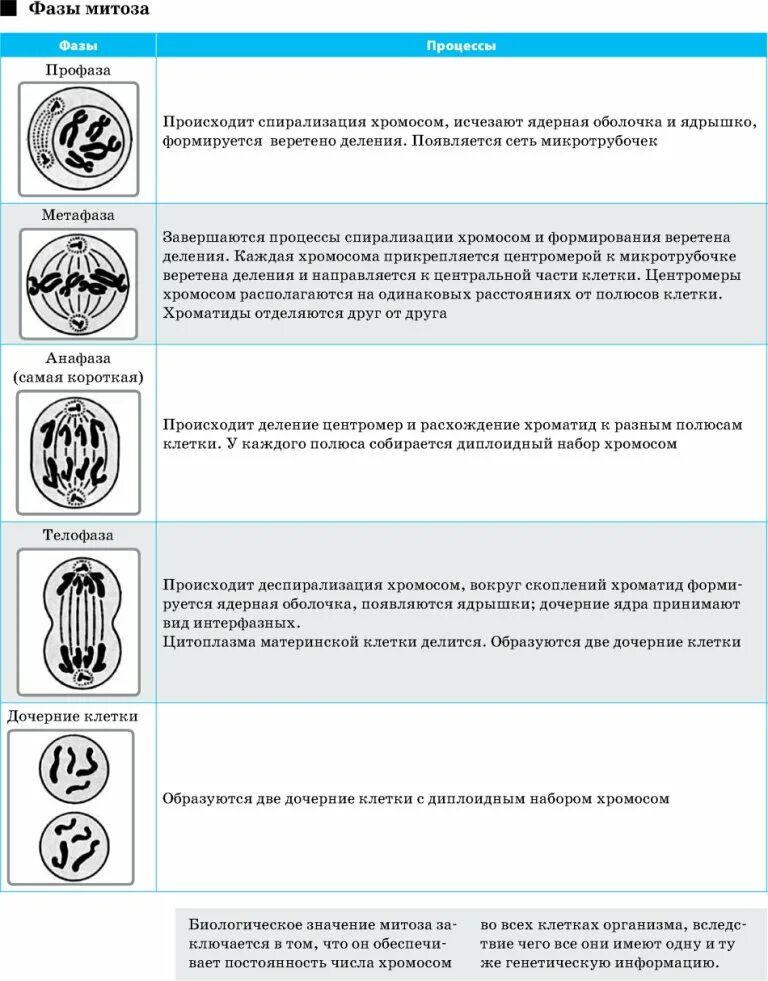 Спирализация хромосом происходит в фазе. Митоз фазы и процессы таблица. Фазы митоза процессы фазы. Фазы митоза таблица. Фаза митоза профаза процессы.