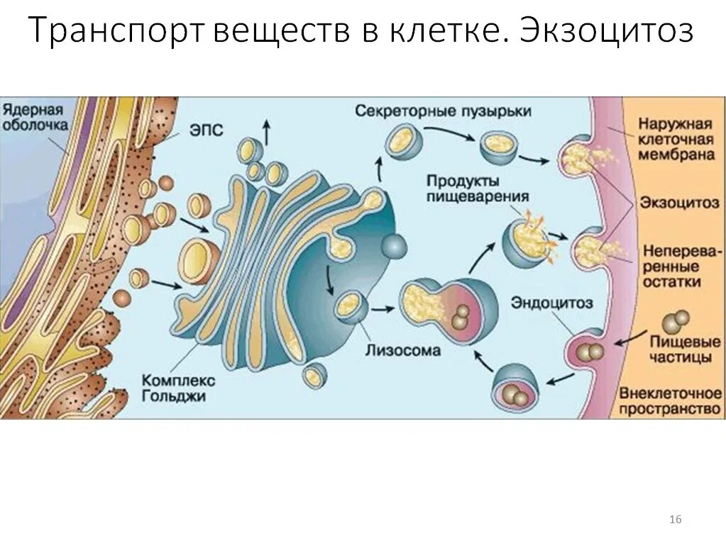 Аппарат гольджи это лизосома