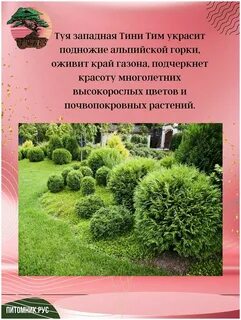 Тини тим туя описание размер
