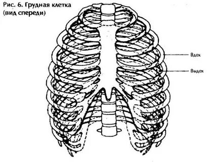 Шею верхнюю грудной клетки