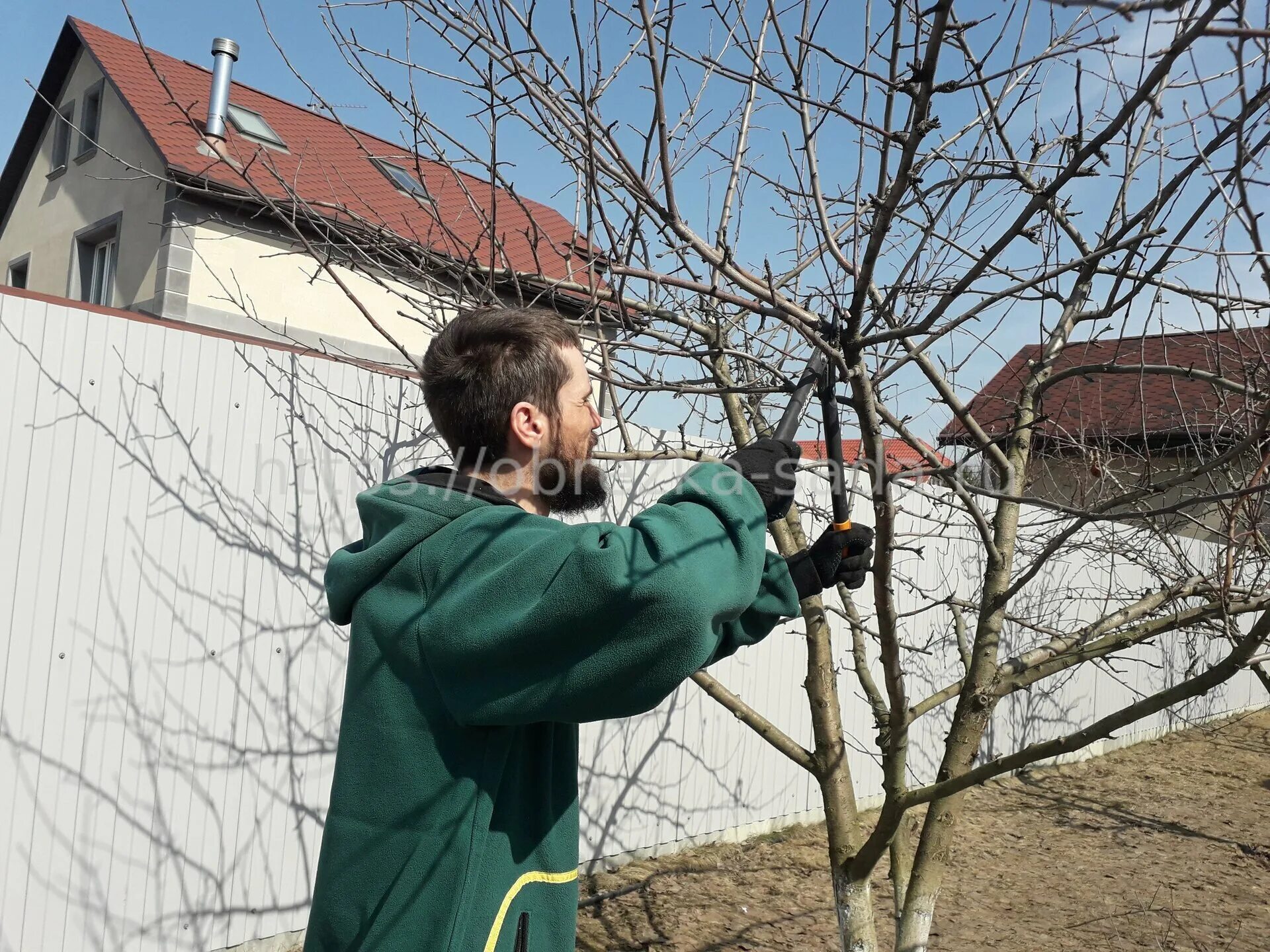 Обрезка деревьев. Весенняя обрезка деревьев фотосессия. Обрезка черешни. Обрезка плодовых деревьев осенью. Обрезка плодовых деревьев московская область