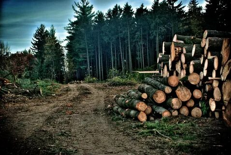 Forest cutting