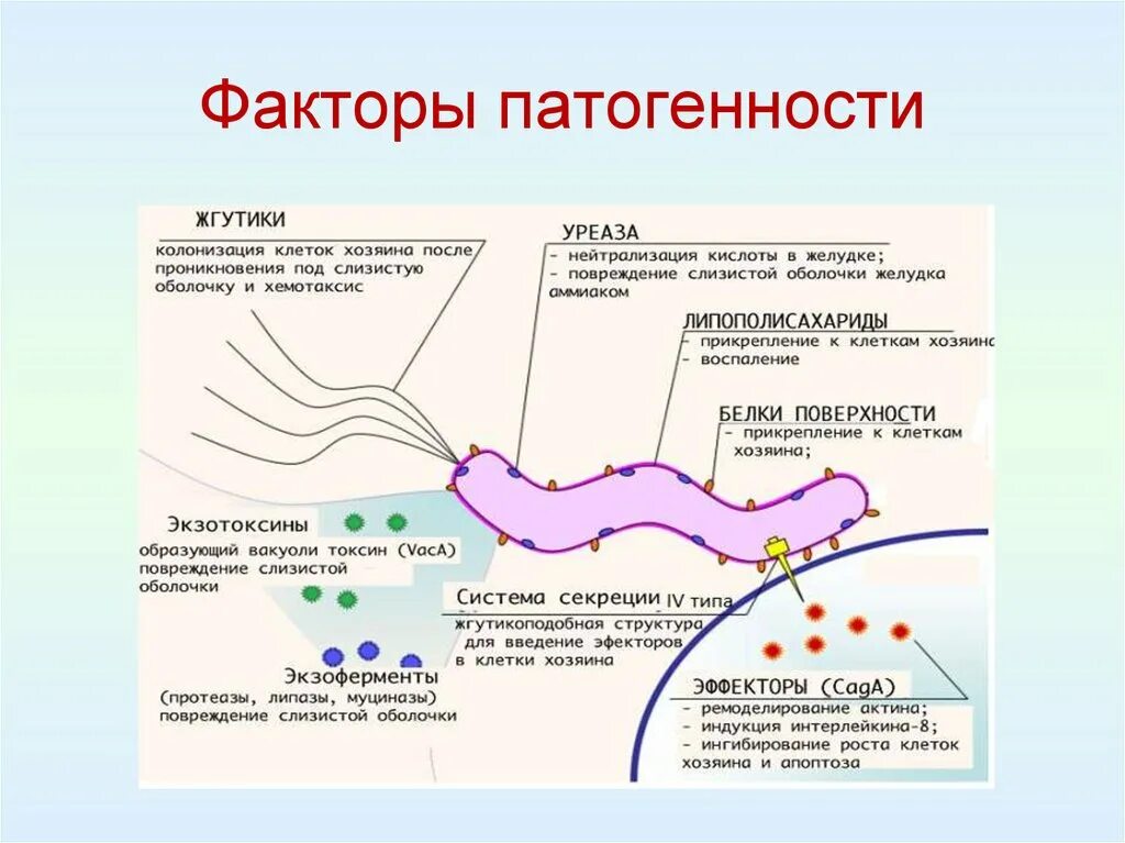 К какой группе патогенности отнесен ковид. Схема факторы патогенности микроорганизмов. Факторы патогенности Helicobacter pylori. Факторы вирулентности Helicobacter pylori. Факторы патогенности хеликобактер пилори.