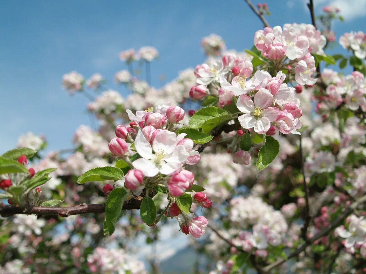 Яблони цветут весной. Яблоня Медуница цветет. Яблоня Медуница цветение. Эппл блоссом. Яблоневый цвет (Malus domestica).