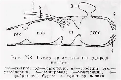 Фабрициева сумка у птиц. Фабрициева Бурса у птиц. Схема разреза клоаки. Фабрициева сумка птиц строение.