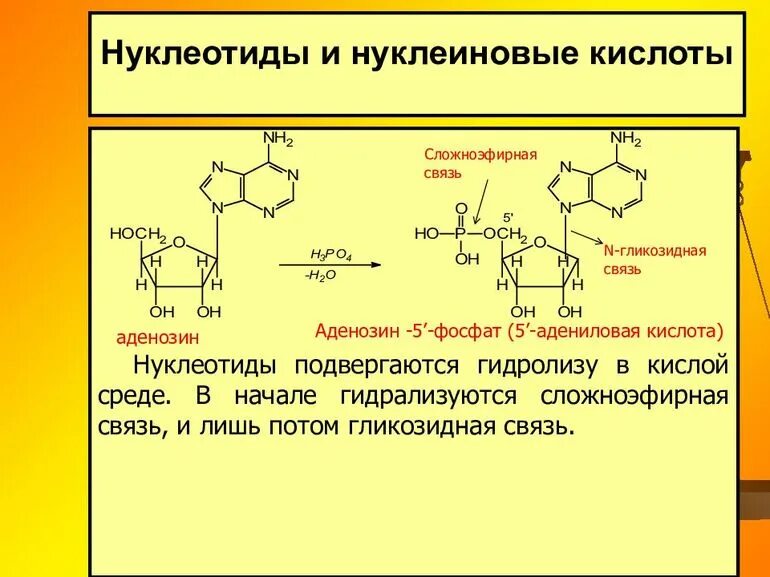 Нуклеотиды нуклеозиды нуклеиновые кислоты. Нуклеозиды нуклеиновых кислот. Нуклеиновые кислоты строение нуклеотида. Адениловая кислота это нуклеотид.