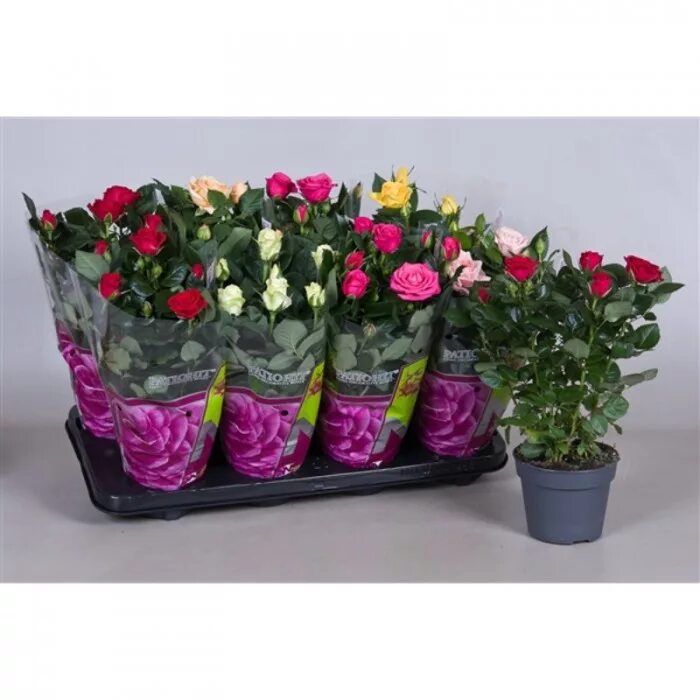 Роза кустовая низкорослая. Роза патио микс d13 h35. 3. Роза патио имола. Роза горшечная кордана микс.