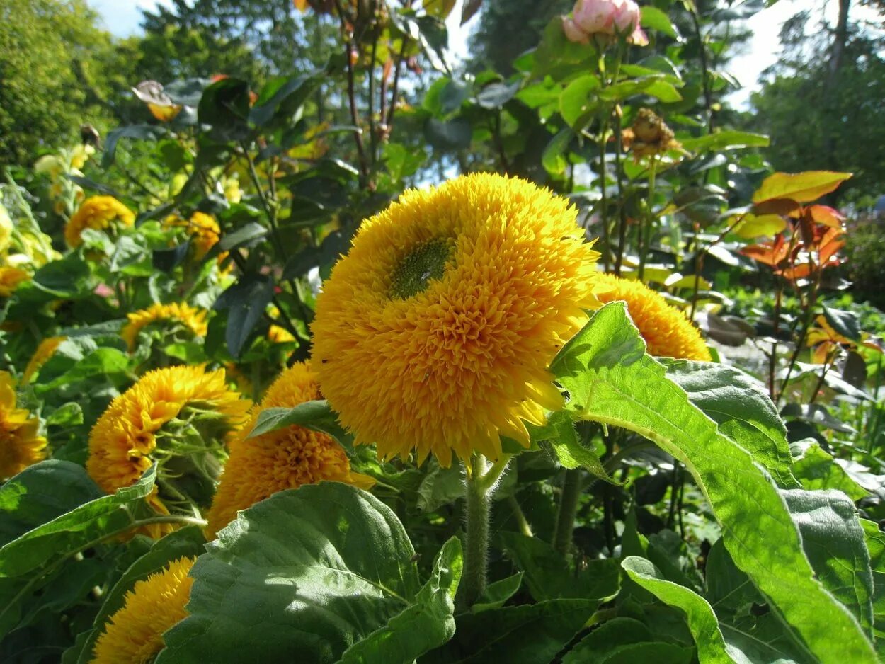 Подсолнечник 'giant sungold'. Подсолнечник медвежонок тедди. Подсолнечник медвежонок тедди. Подсолнечник тедди беар. Подсолнечник тедди беар.