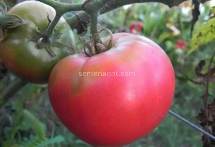 седек томат розовый лидер. томат настя сибирячка. томат розовый лидер. седек томат розовый лидер. томат розовый лидер.