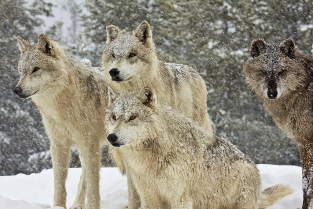 Где больше волков. Йеллоустоун волки. Национальный парк Йеллоустоун волки. Йеллоустонский стая Волков. Волки Йеллоустоунского парка.