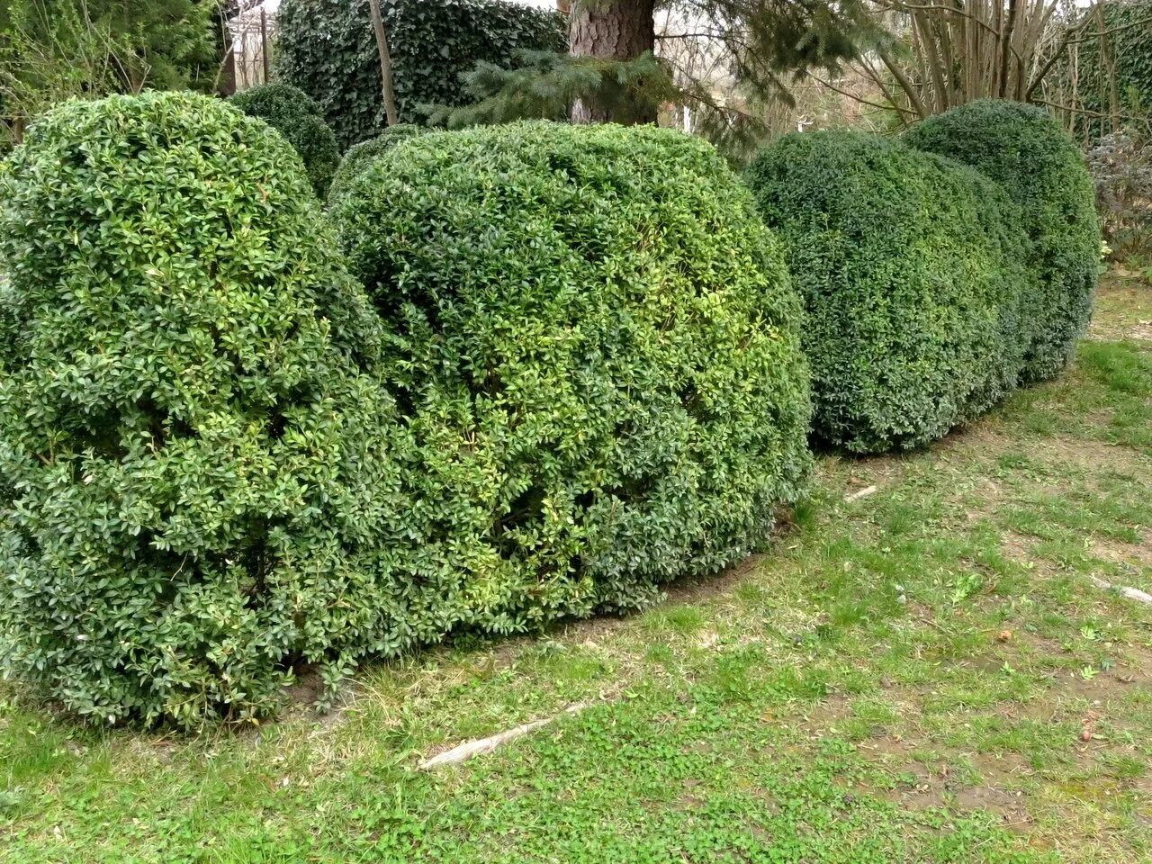 Как быстро растет самшит. Самшит вечнозеленый buxus sempervirens. самшит нестриженный. самшит вечнозеленый не стриженый. самшит вечнозеленый стрижка.