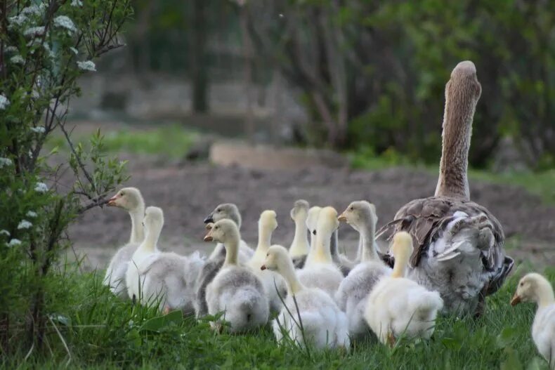 Размножение гусей. Животноводство гуси. Разведение гусей. Гуси на ферме. Гусь фермерский.