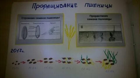 Прорастание семян пшеницы