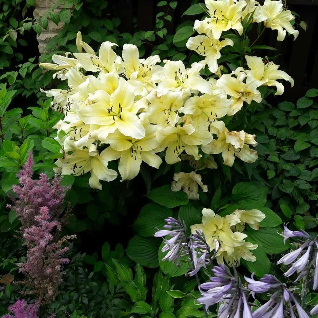 Лилия биг бразерс. Лилия от-гибрид биг бразер. Большой брат оруэлл. Лилия биг бразерс. Лилия big brother.