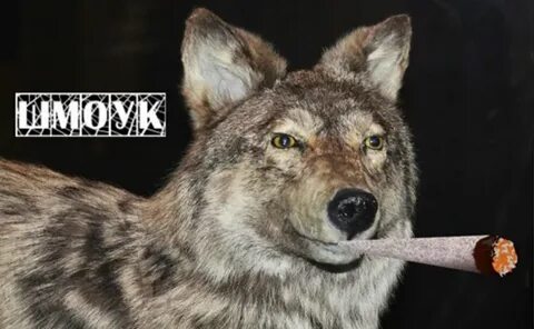 Волчара читать