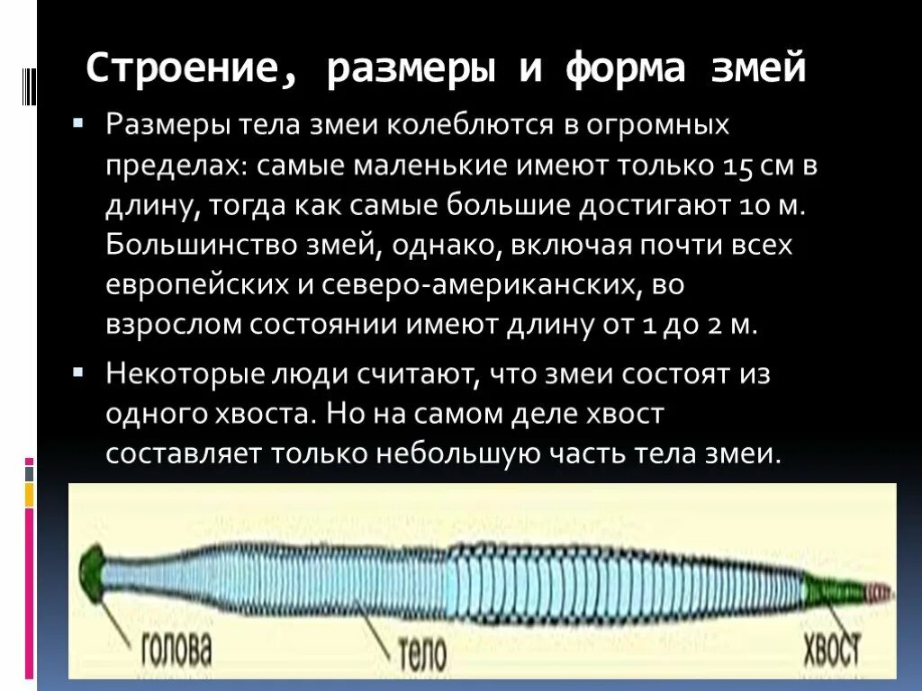 Форма размеры и строение. Форма тела змеи. строение размеры и формы. строение змеи. змеи форма строение.