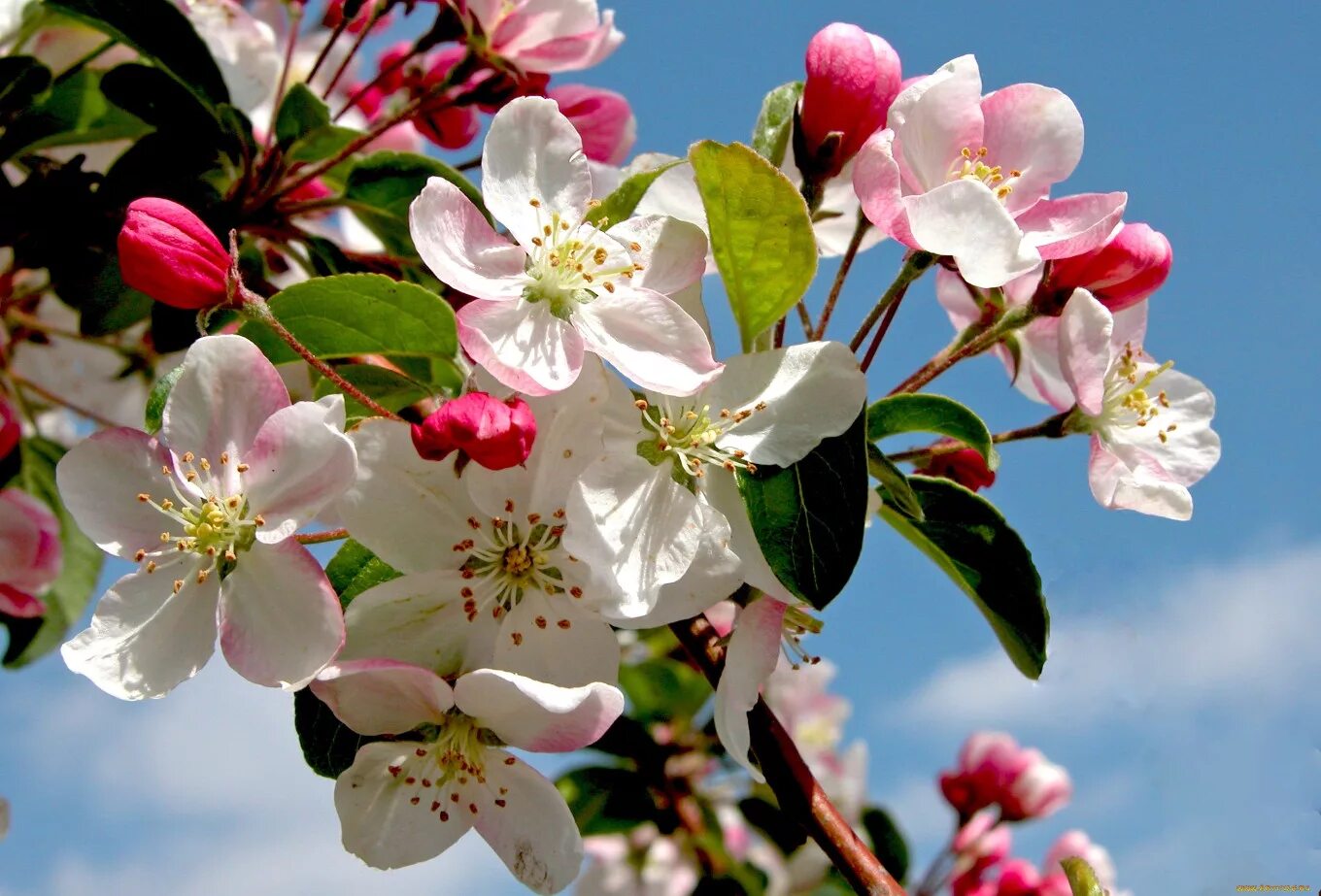 В н п май. Яблоня макинтош цветение. Malus цветы. Яблоневый цвет Malus. Яблоня спринг Брайд.
