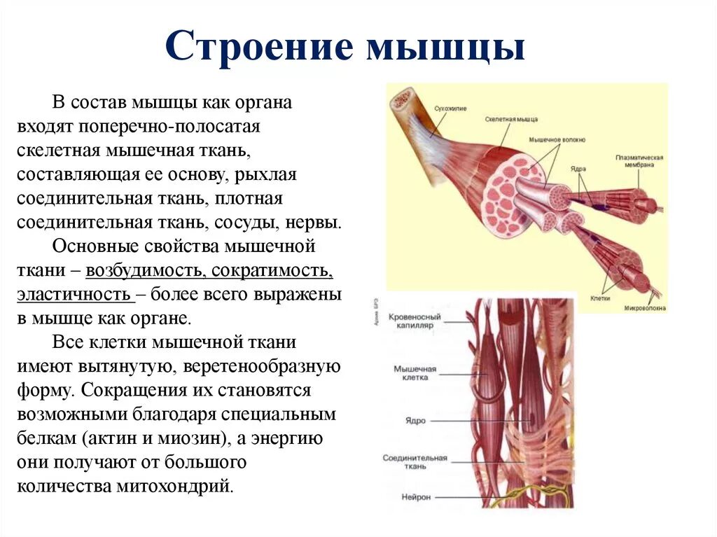 Опишите строение скелетной мышцы. Внешнее и внутреннее строение мышц. Строение и функции скелетных мышц схема. Мышца строение анатомия функции. Структура и функция мышц