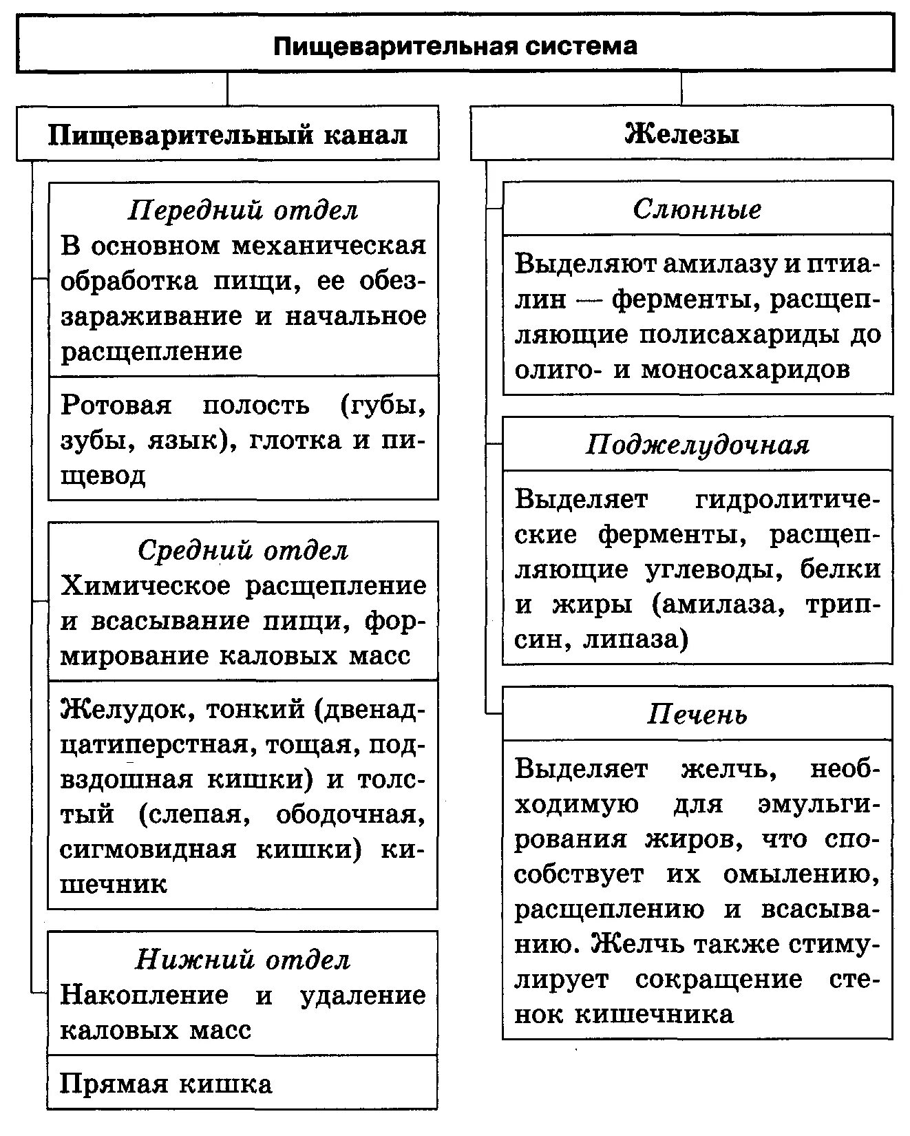 Системы человека таблица. Пищеварительная система таблица название органа строение и функции. Строение и функции пищеварительной системы таблица. Пищеварительная система человека строение органы и функции таблица. Пищеварительные железы и их функции.