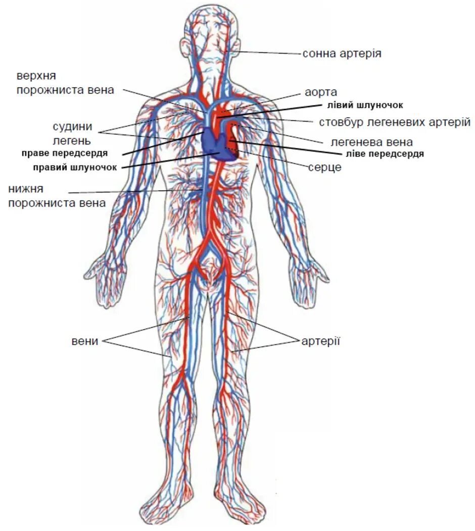 Сосудистая система человека анатомия вены и артерии. Кровеносные сосуды человека схема артерии вены. Артериальная и венозная система человека рисунок. Венозная и артериальная система строение. Артерии и вены тест
